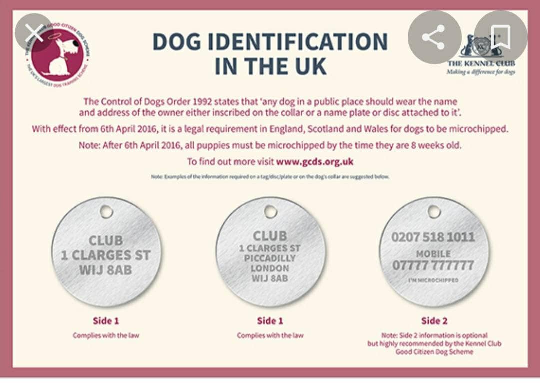 Silver pet ID tag with pink or lilac daisy charm. 25 or 30mm stainless steel.