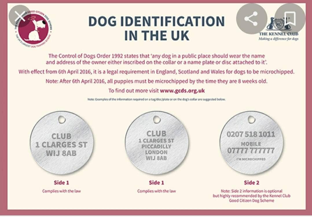 Heart design bone pet tags laser engraved, available in silver, gold and rose gold.