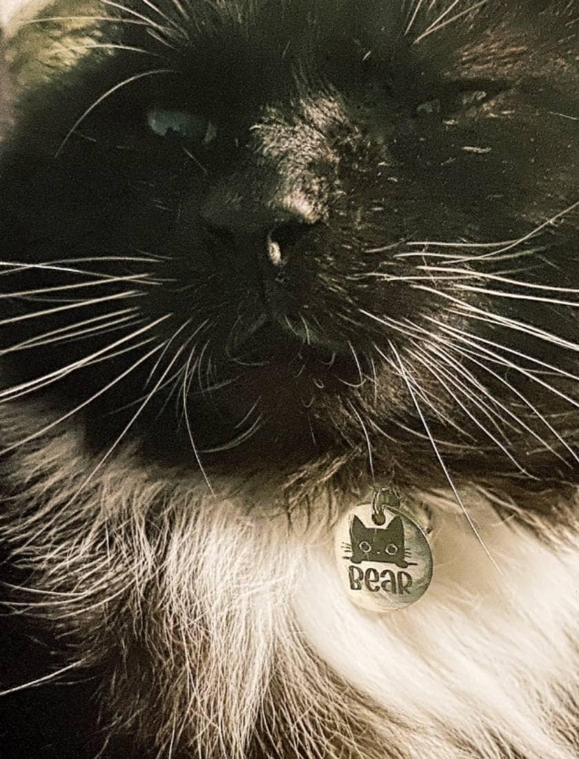 Tiny 20mm cat kitten ID tags laser engraved, stainless steel available in silver, gold and rose gold. 14 cats to choose from.