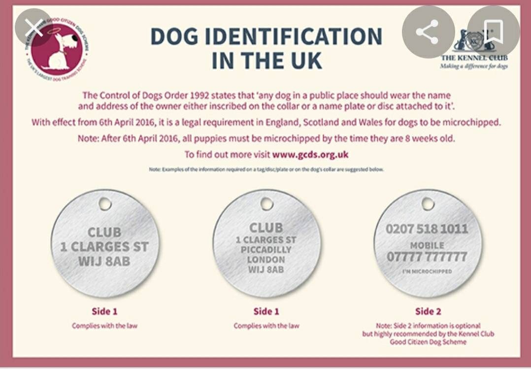 Dragonfly design bone pet tags laser engraved, available in silver, gold and rose gold.