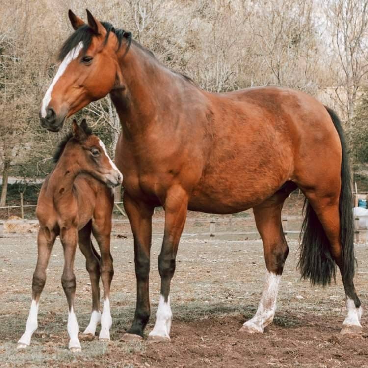 Horse Photo Keyring – Equestrian Gift, Engraved Stainless Steel Keychain, Personalised Keepsake