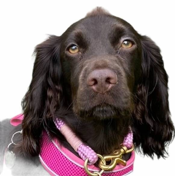 Laser Engraved photo necklace with gift box. Engraved from any clear image. Silver,  Rose Gold or Gold.