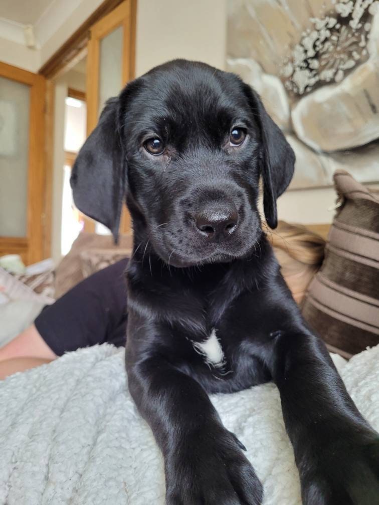 Actual photo keyring, from any photo, dogs, cats, people