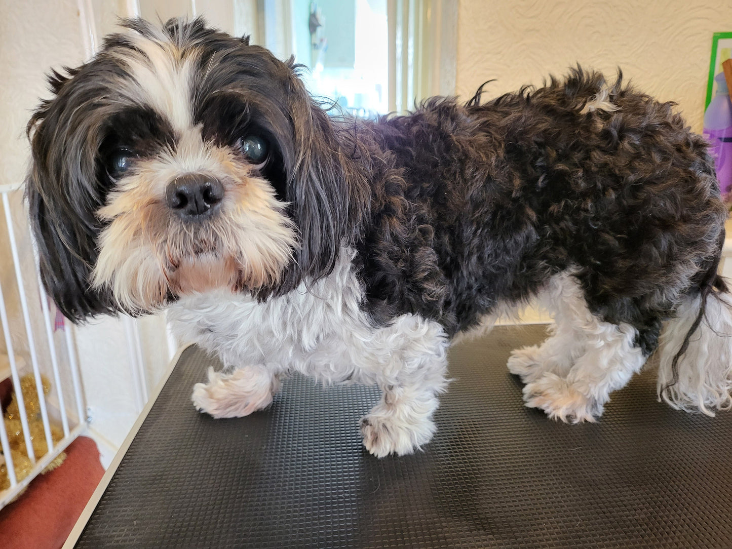 Laser Engraved photo 15mm pendant and necklace with gift box. Engraved from any clear image. Silver,  Rose Gold or Gold.