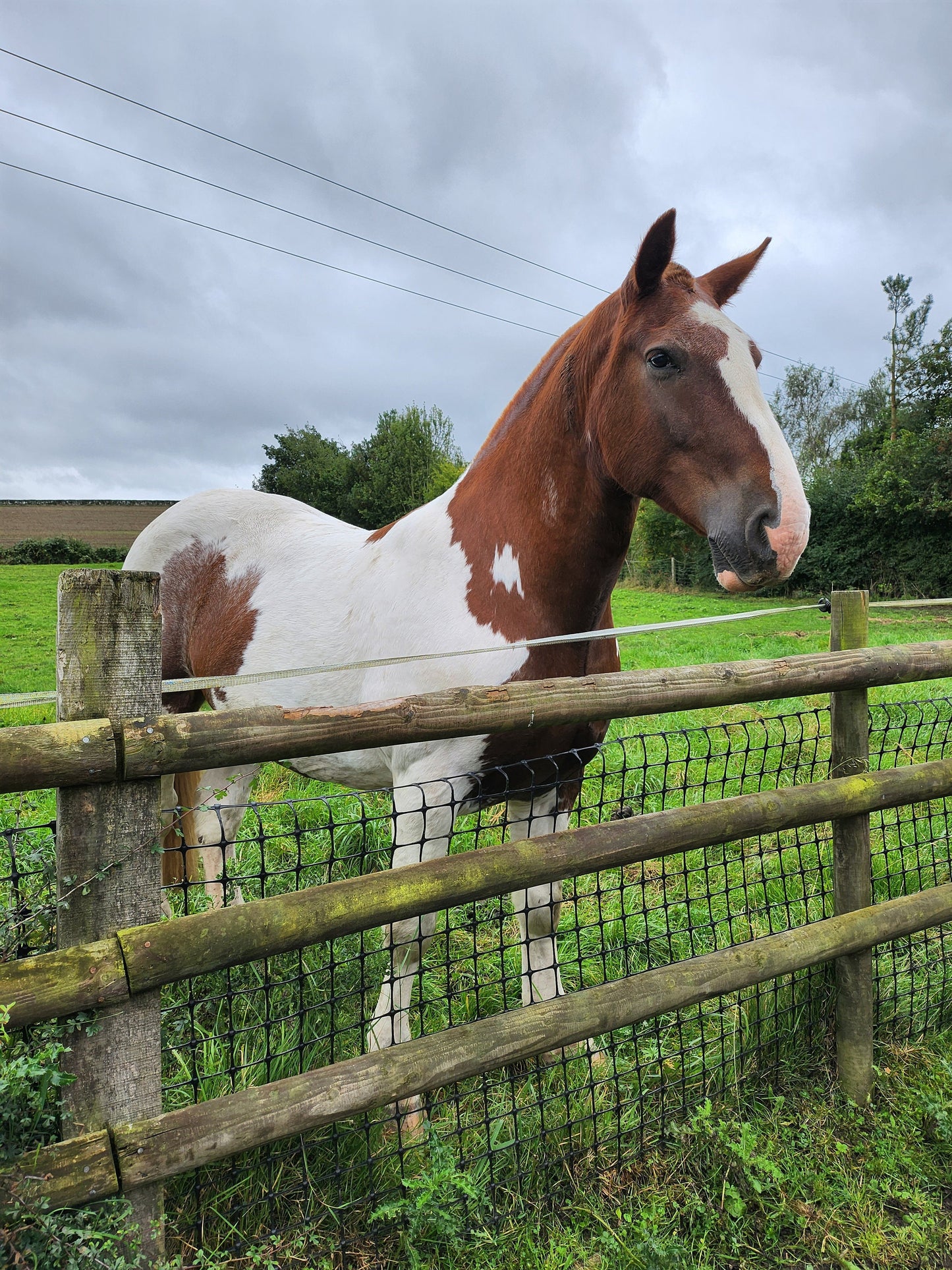 Laser Engraved photo 15mm pendant and necklace with gift box. Engraved from any clear image. Silver,  Rose Gold or Gold.