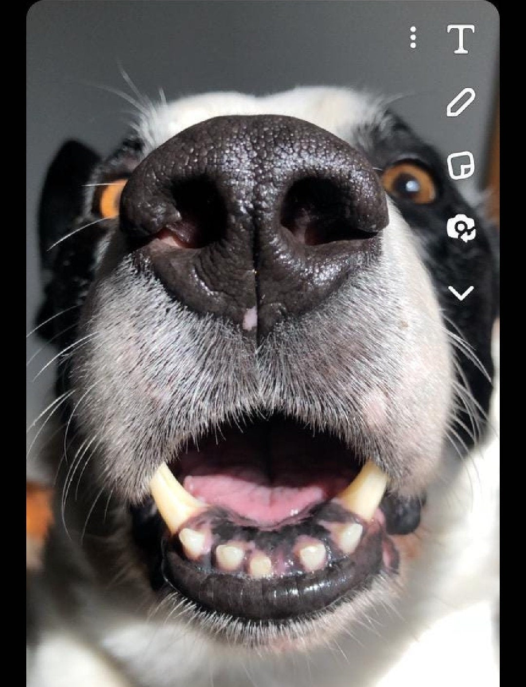 Nose print keyring or necklace.